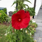 Burgenmeister 아파트