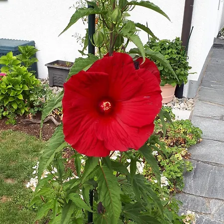 Burgenmeister Appartamento